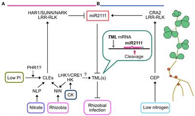 Systemic Optimization of Legume Nodulation: A Shoot-Derived Regulator, miR2111